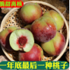 山东青州蜜桃新鲜桃子水果冬桃脆甜离核小毛桃冬雪蜜桃当季整箱5